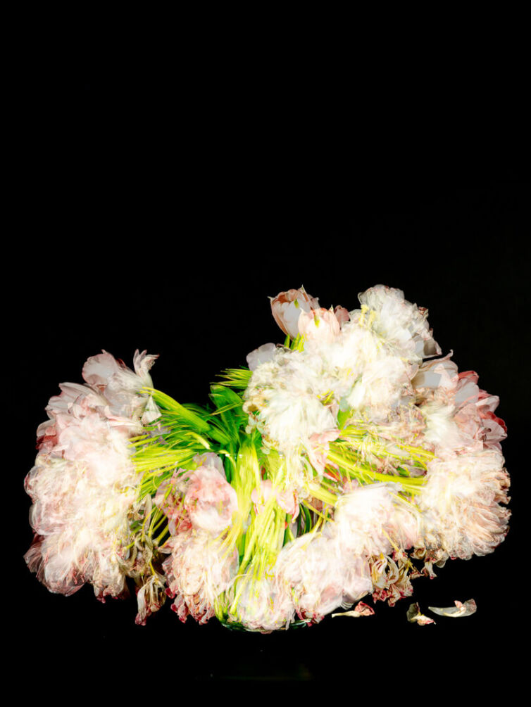 A bouquet of tulips displayed with a soft focus effect against a dark background.