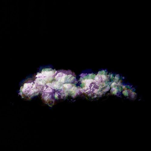 A cluster of blurred purple and white flowers against a dark background.