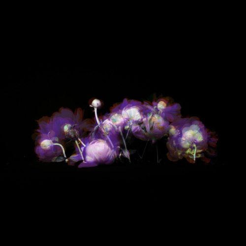 A cluster of purple flowers with varying shapes and sizes against a black background.