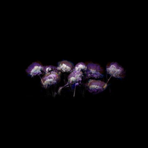 A cluster of purple flowers with a blurred effect against a black background.