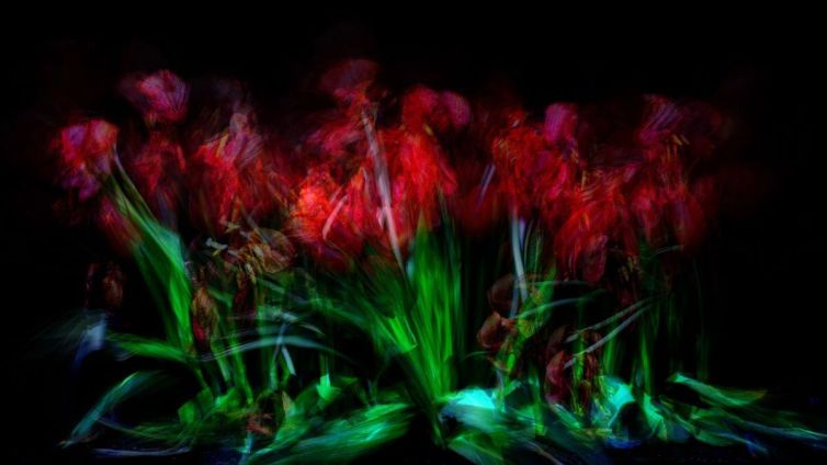 An abstract representation of red flowers with green leaves against a dark background.