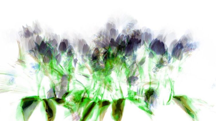 Abstract representation of tulips with blurred colors and shapes in a light background.