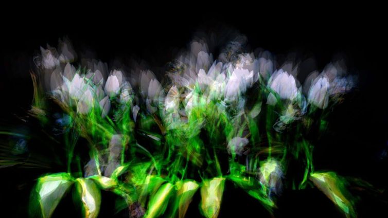 Abstract image of white flowers with blurred edges and vibrant green leaves against a dark background.