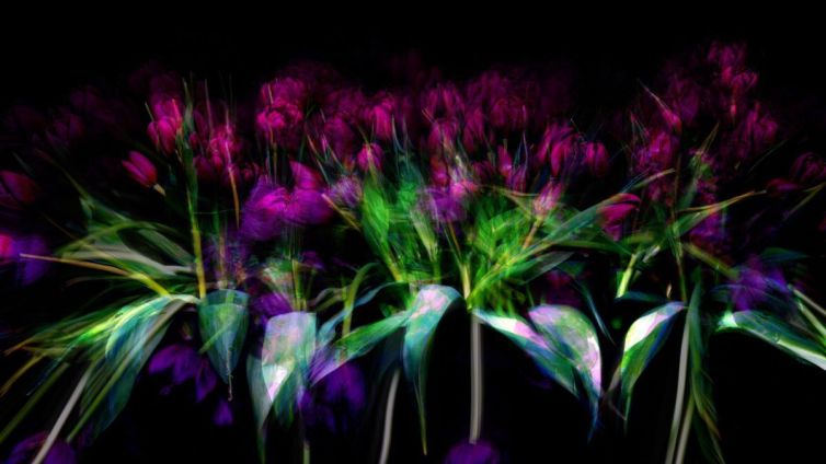 Abstract image of purple flowers with green leaves, displayed in a blurred style against a dark background.