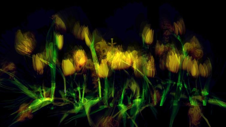 Abstract representation of yellow tulips with blurred motion effects against a dark background.