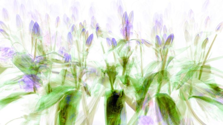Abstract image featuring multiple floral elements with purple buds and green leaves in a blurred effect.