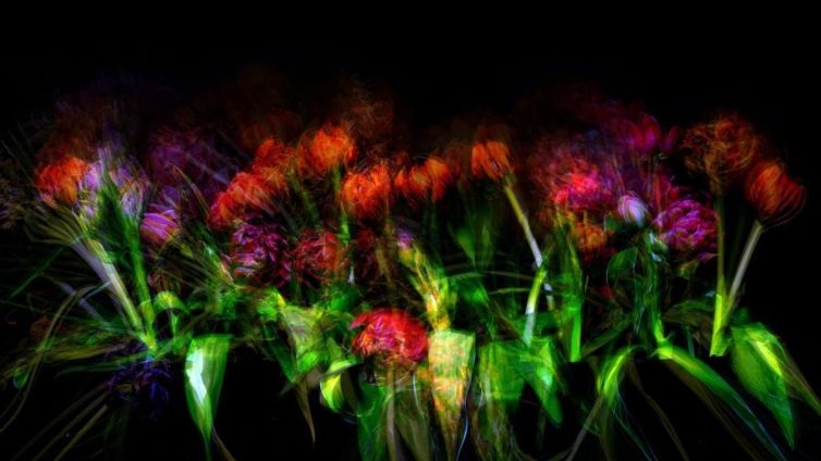 An abstract representation of colorful flowers with blurred features and vibrant hues.