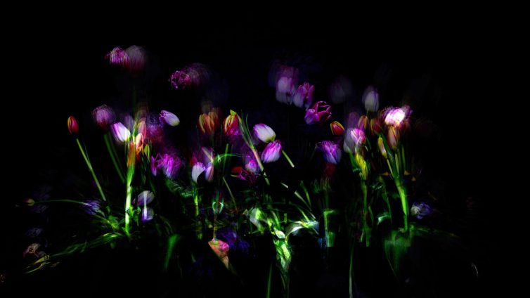 An abstract representation of colorful flowers with blurred edges against a dark background.