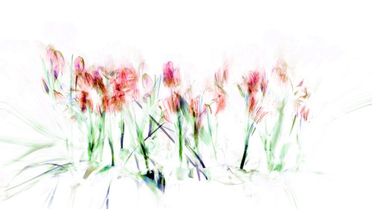 Abstract representation of flowers with soft colors and blurred outlines on a white background.