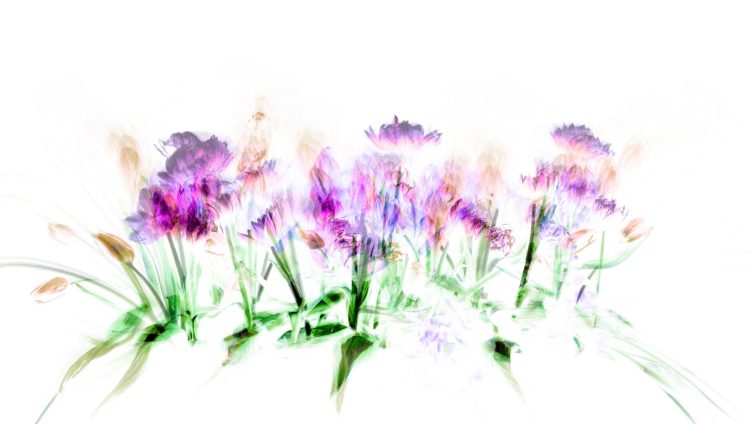 An abstract representation of colorful flowers with a blurred effect on a white background.