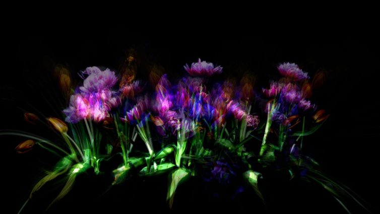 An abstract representation of colorful flowers with a dark background, featuring various shades of purple and pink.