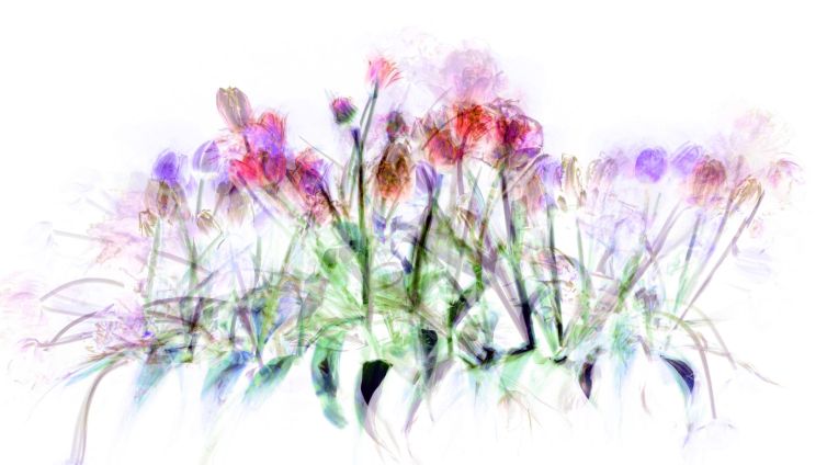 An abstract representation of colorful flowers with soft, blurred edges in various shades.